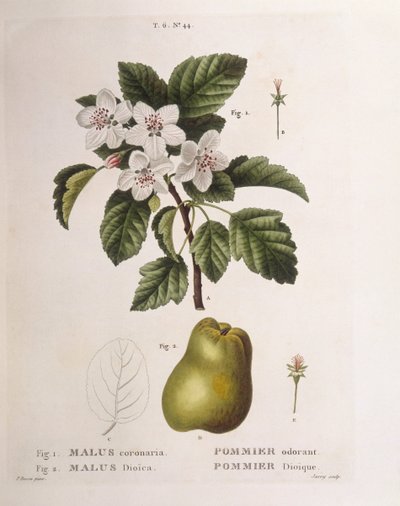 Krabbeeple (Malus coronaria), Henry Louis Duhamel du Monceau, botanisk tallerken av Pancrace Bessa av Pancrace Bessa