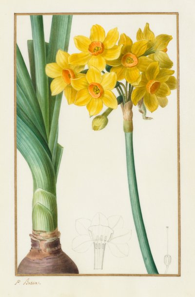 Polyanthus eller Cluster Narcissus Botanical: Narcissus tazetta, 1836. av Pancrace Bessa