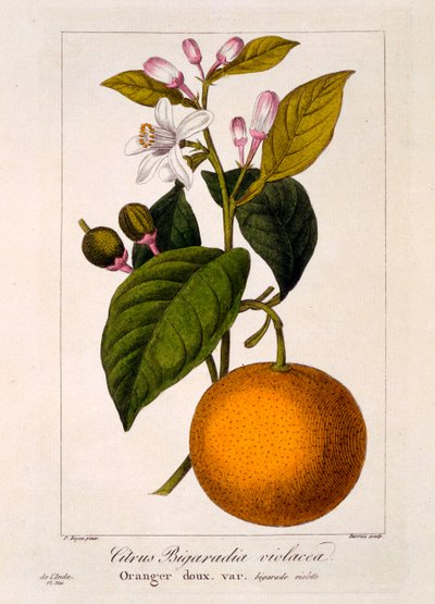 Søt appelsin: Citrus sinensis var. Bigaradia violacea, 1836 (håndfarget gravering) av Pancrace Bessa