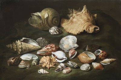 Stilleben med skjell av Paolo Porpora