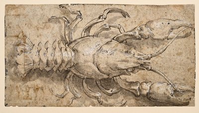 Kreps (recto) av Parmigianino