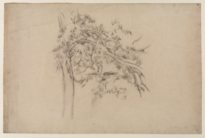 Study of a Tree, ca. 1885-87 (grafitt på papir) av Paul Cézanne