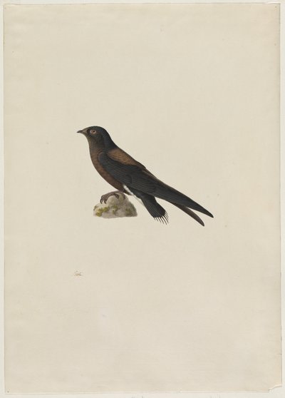 Nålehalesnurr Hirundapus caudaculus, 1800-tallet. av Paul Huet
