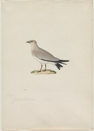 Liten Pratincole Glareola lactea, 1800-tallet. av Paul Huet
