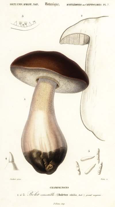 Cep, penny bun, porcino eller porcini sopp, Boletus edulis. ,1849 (gravering) av Paul Louis Oudart