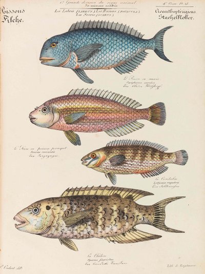 Naturhistorisk kurs, 1825-1826. av Paul Louis Oudart