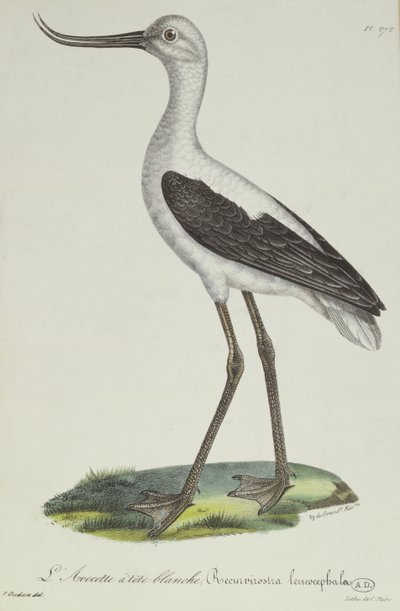 White-Headed Avocet, tidlig på 1800-tallet (fargegravering) av Paul Louis Oudart