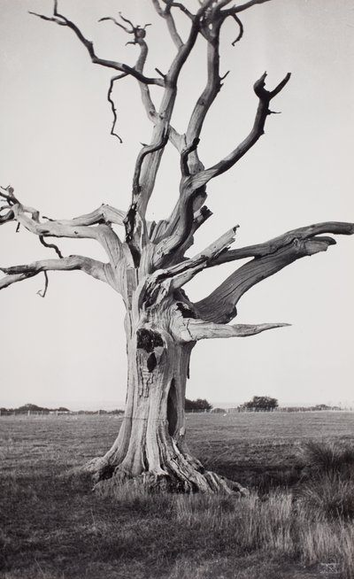  av Paul Nash