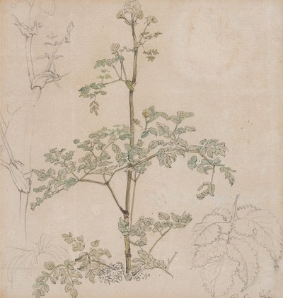 Studie av hundekjeks av Paul Sandby