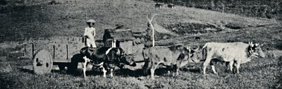 'Oksevogn', 1895 av Paulo Sack