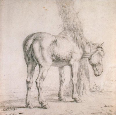 En gammel hest (svart kritt på papir) av Paulus (attr.to) Potter