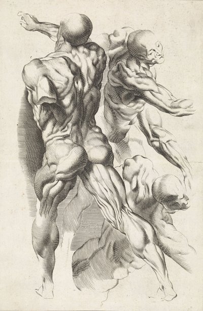 Anatomisk studie av tre figurer med utstrakte armer Tegneboken til Peter Paul Rubens (serietittel) av Paulus Pontius