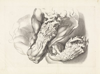 Anatomiske studier av armer Tegneboken til Peter Paul Rubens (serietittel) av Paulus Pontius