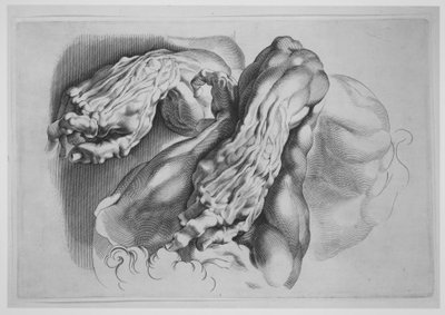 Tre studier av Écorchés, etter 1640., etter 1640. av Paulus Pontius
