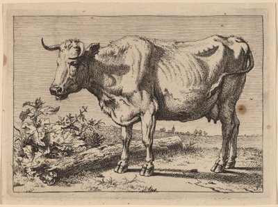 Stående ku (ku med et krøllet horn) av Paulus Potter