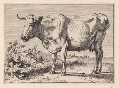Kua med et krøllete horn, fra forskjellige okser og kyr av Paulus Potter