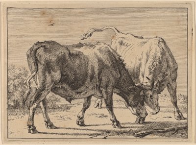 To okser som slåss av Paulus Potter