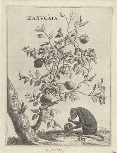 Zabucaiaboom en en aap Zabvcàia (tittel på objekt) av Paulus Potter