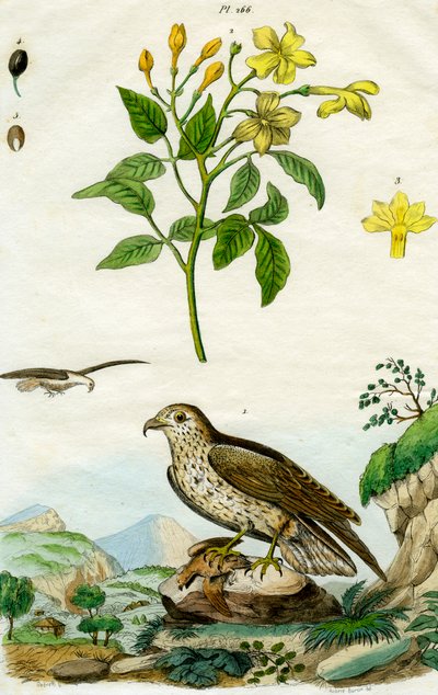 Jasmin og korttåørn, 1700- eller 1800-tallet. av Pedretti