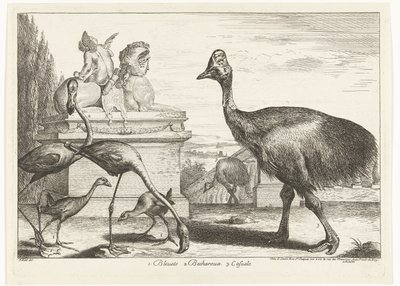 Kasurier, lilla hønsehøne og flamingoer 1. Bleuets 2 Becharoux 3. Casuels (tittel på objekt) Fugler fra menasjeriet i Versailles (serietittel) av Peeter Boel (attributed to)