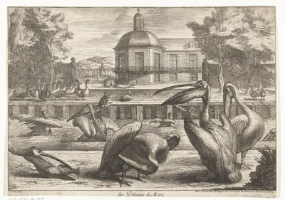 pelikaner des Pelicans de Mere (tittel på objekt) Fugler fra menasjeriet i Versailles (serietittel) av Peeter Boel (attributed to)
