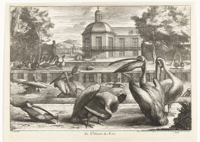 pelikaner des Pelicans de Mere (tittel på objekt) Fugler fra menasjeriet i Versailles (serietittel) av Peeter Boel (attributed to)