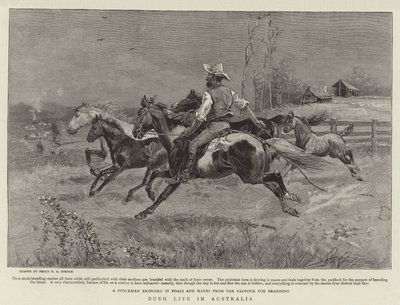 Bush-livet i Australia av Percy F.S. Spence