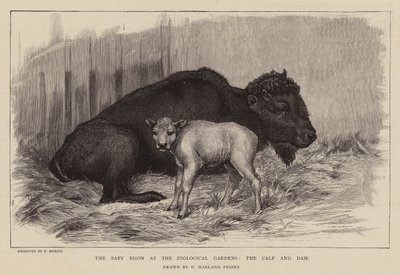 Bison og kalv i London Zoo (gravering) av Percy Harland Fisher
