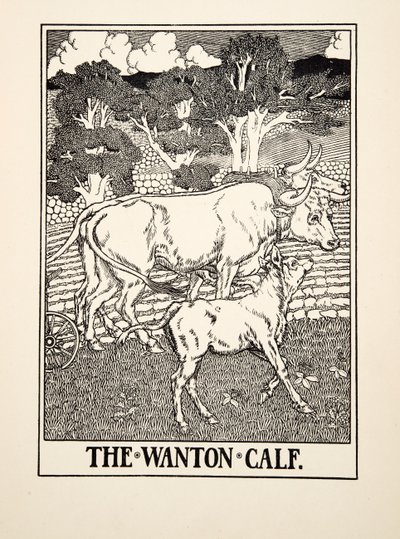 The Wanton Calf, fra A Hundred Fables of Aesop, pub.1903 av Percy J. Billingshurst