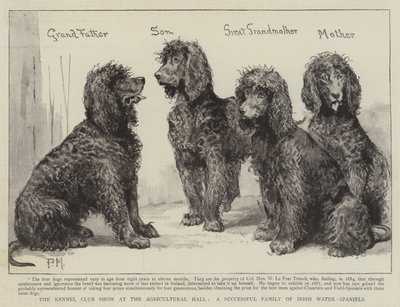 Kennelklubbutstillingen i Agricultural Hall, en vellykket familie av irske vann-spaniels av Percy Macquoid