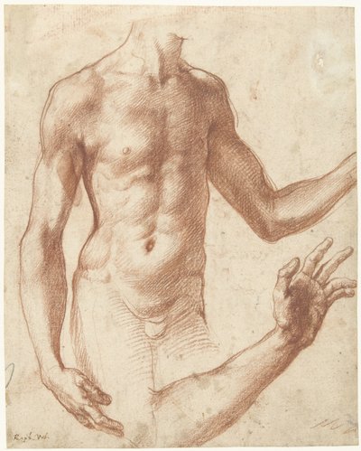Studie av en torso Studie av en ung manns overkropp av Perino del Vaga