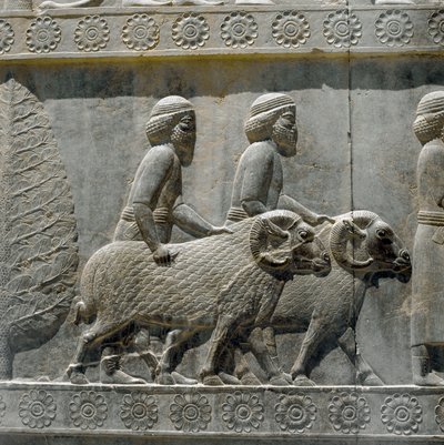 Sogdians bringer gaver til Dareios I. Relieffer av den østlige trappen til Apadana, 600-tallet f.Kr av Persian School