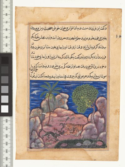 Tale XV, Katten angriper musene som forstyrrer løven, illustrasjon fra "Tuti-Nama", ca. 1560. India, Mughal, Akbars regjeringstid, 1500-tallet av Persian School
