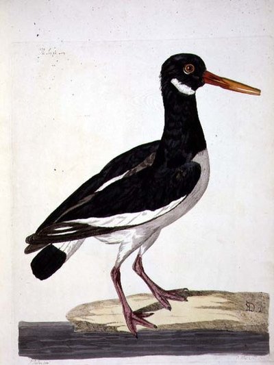 The Sea Pie or Oystercatcher (Haematopus ostralegus) plate fra 