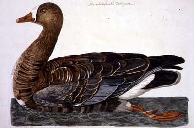 The White-Fronted Goose (Anser albifrons) plate fra 