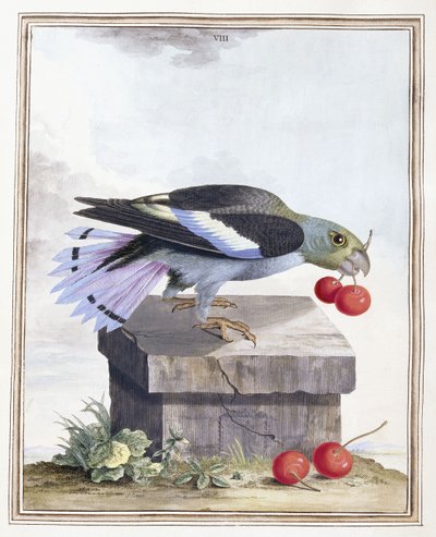 Plate VIII av Peter Brown