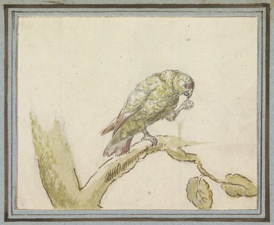 Papegøye på en gren av et tre av Peter Casteels (III)