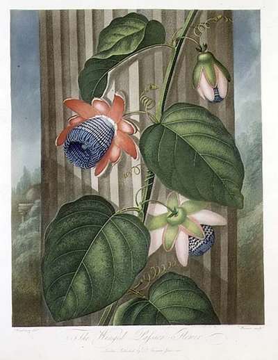 The Winged Passion Flower, gravert av Warner, fra 