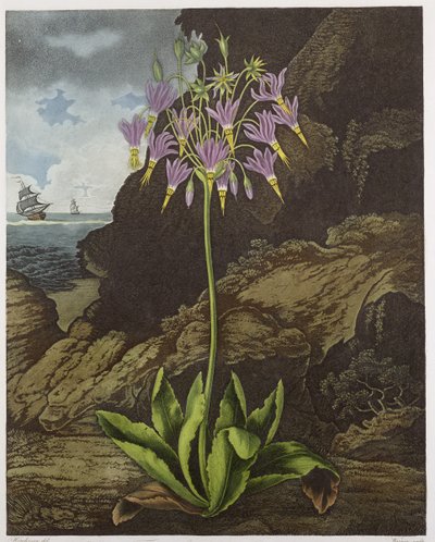 The American Cowslip, gravert av Warner, fra 