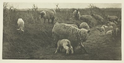 En pastoral mars (Suffolk) av Peter Henry Emerson