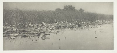 Vannliljer av Peter Henry Emerson