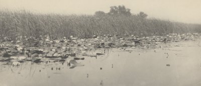 Vannliljer av Peter Henry Emerson and T.F. Goodall
