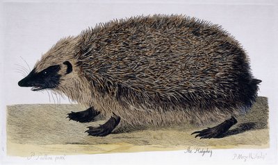 Pinnsvinet, 1761-1766 av Peter Paillou