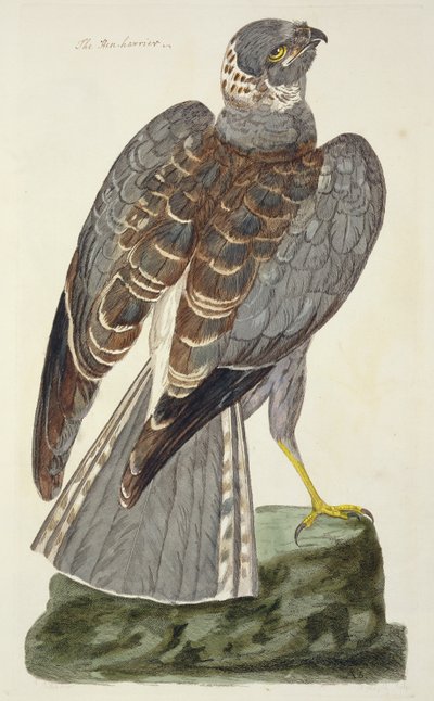 Henneharer-platen (Circus cyaneus) fra 
