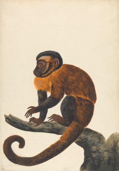En kapusiner av Peter Paillou the younger