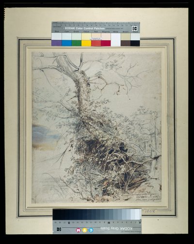 Et døende tre, stammen dekket med høner, ved siden av et gjerde, ca. 1618-20 (penn og blekk over kritt med vask på papir) av Peter Paul Rubens