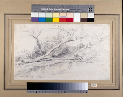 Et falt tre som ligger ved et basseng, ca. 1630 (svart og rødt kritt med vask på papir) av Peter Paul Rubens