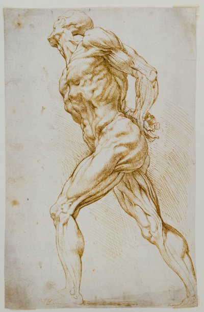 Anatomisk studie: En naken som går til høyre, hendene bak ryggen av Peter Paul Rubens