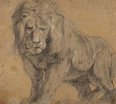 Løve, ca. 1612-13 (svart kritt på papir) av Peter Paul Rubens
