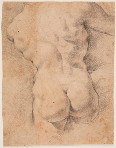 Mannlig torso sett bakfra av Peter Paul Rubens